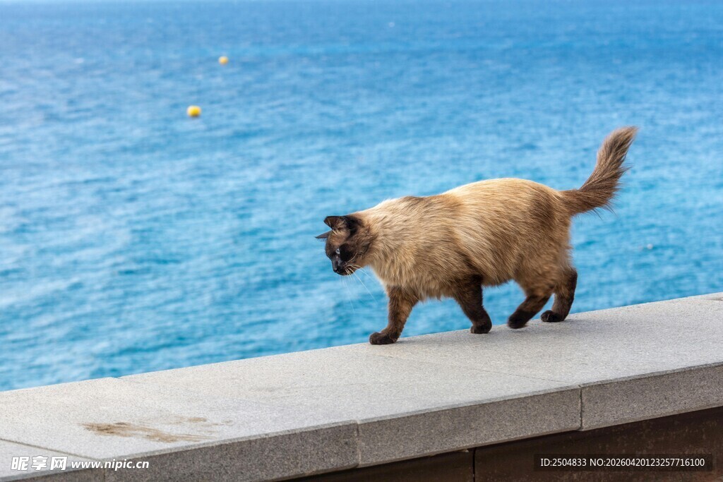 泳池边漫步的长毛猫咪
