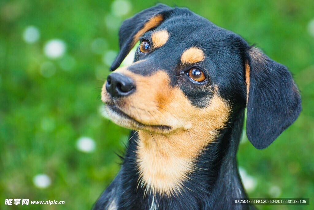 可爱腊肠犬望向远方