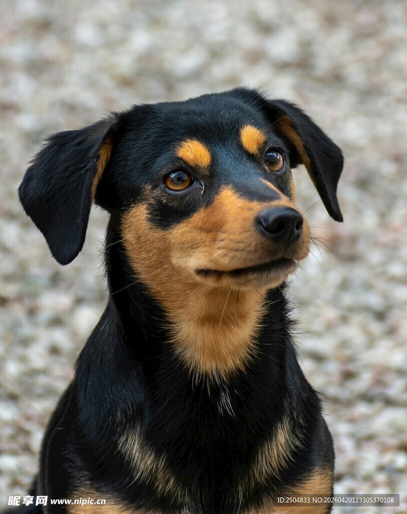 可爱三色犬专注凝望