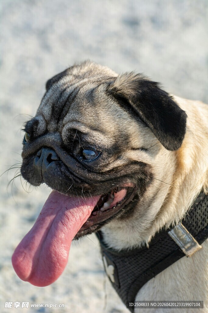 吐舌哈巴狗的可爱瞬间