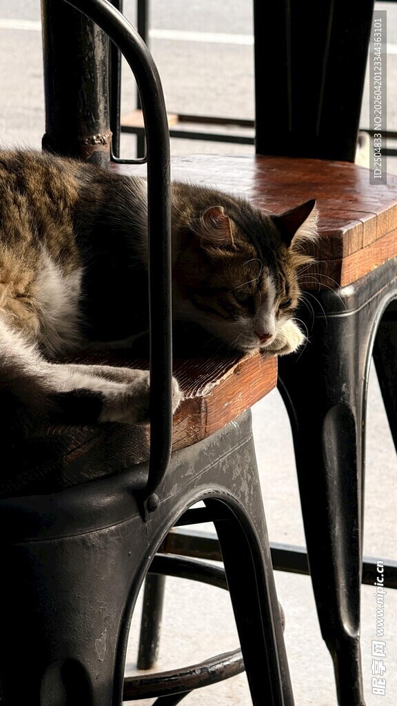 慵懒猫咪躺坐吧台椅