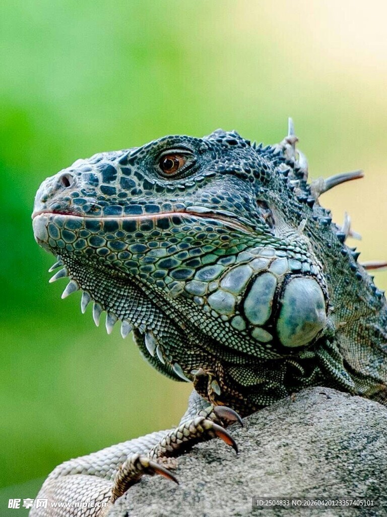 绿鬣蜥栖息于岩石之上