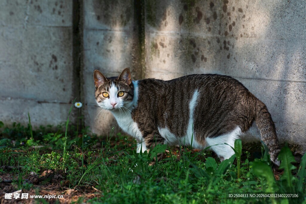 草地上的三色猫咪