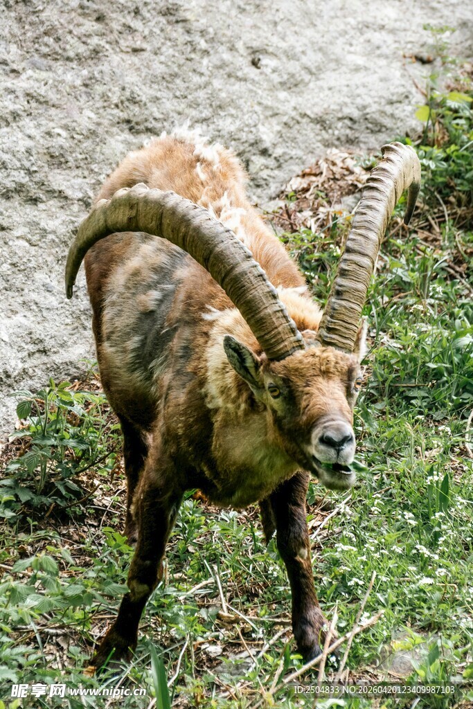弯曲长角的野生山羊