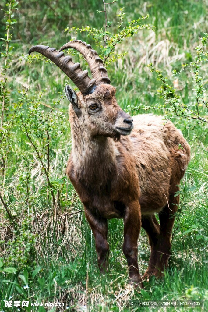 草地上的长角野山羊