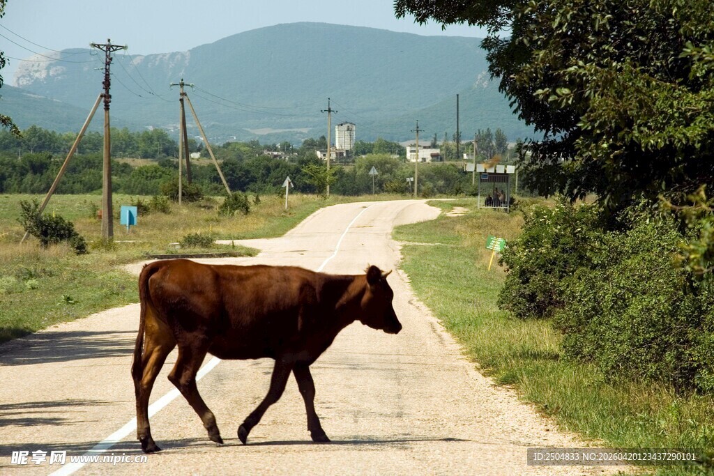 乡间小路上独行的牛