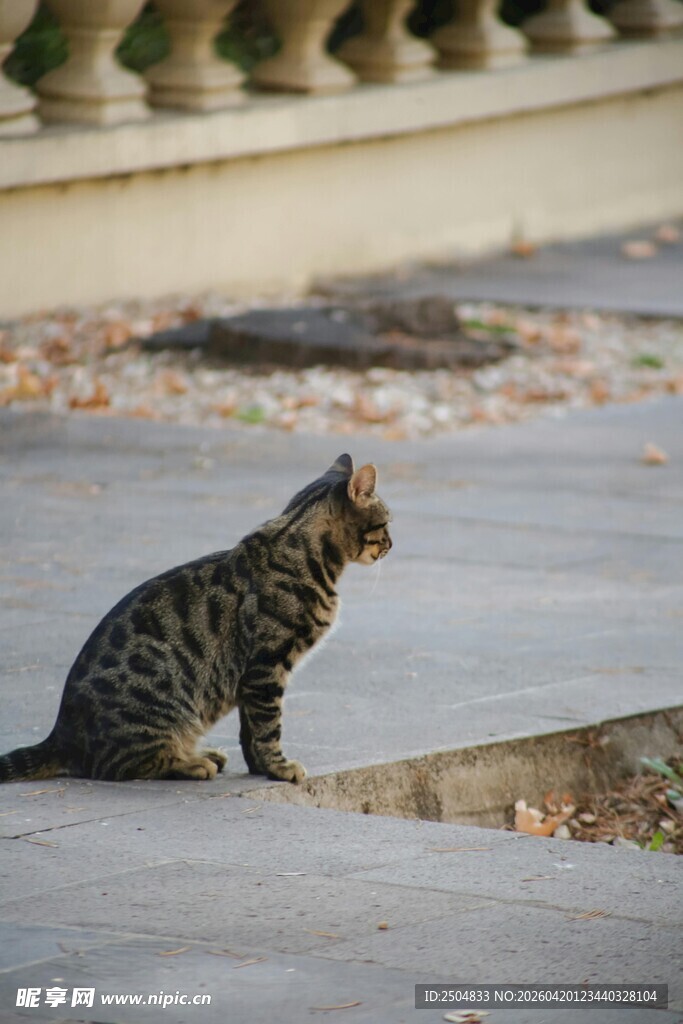 户外蹲坐的花纹猫咪