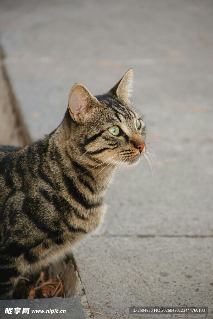 斑纹猫咪专注眺望