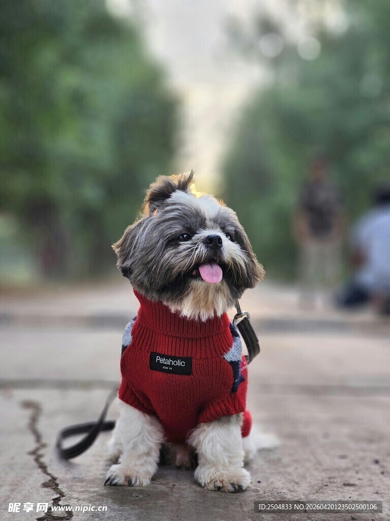 穿红衣的可爱小狗