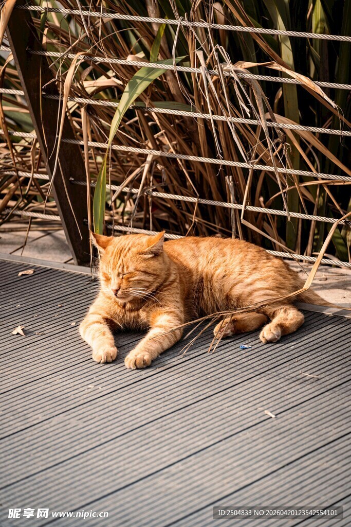 橘猫惬意躺卧在户外平台