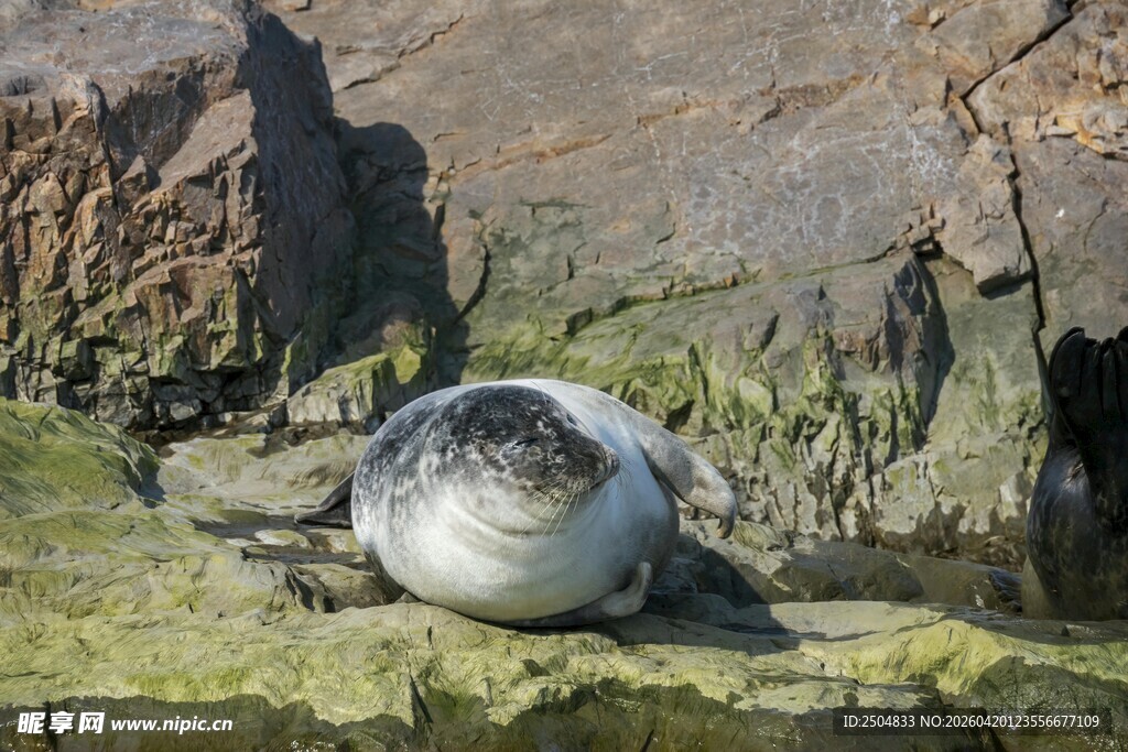岩石上休憩的海豹