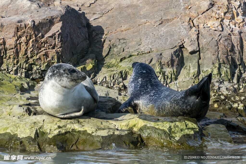礁石上休憩的两只海豹