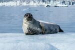 冰面上休憩的海豹