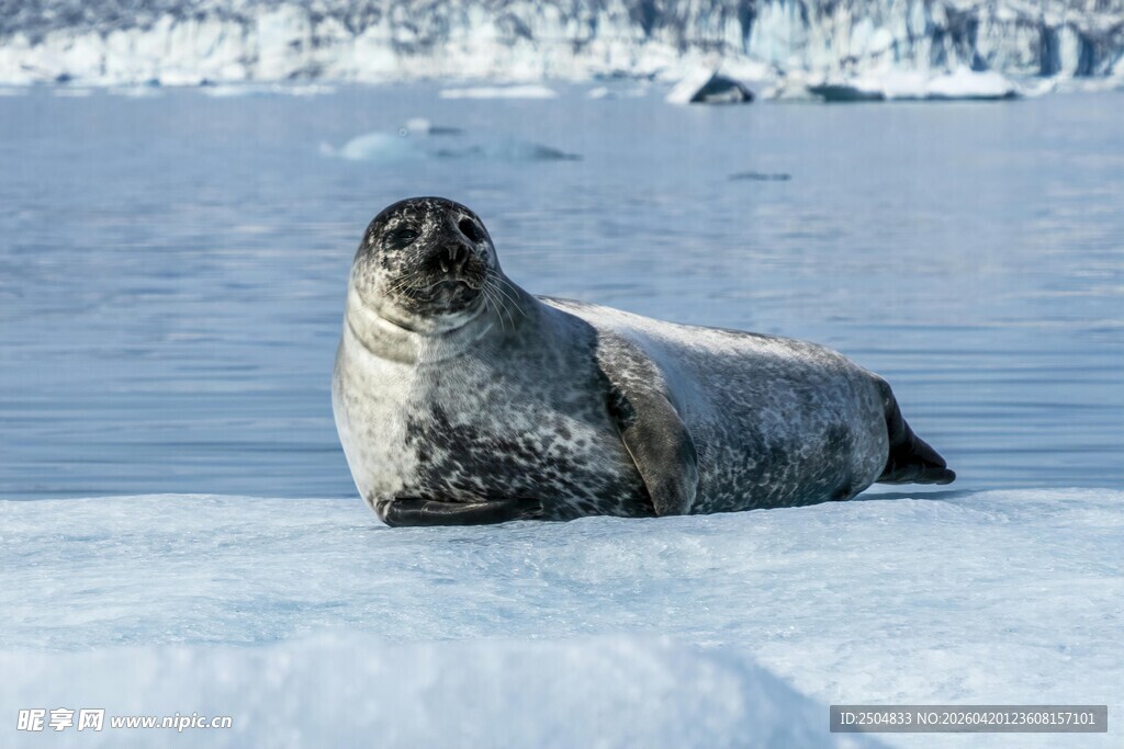 冰面上休憩的海豹