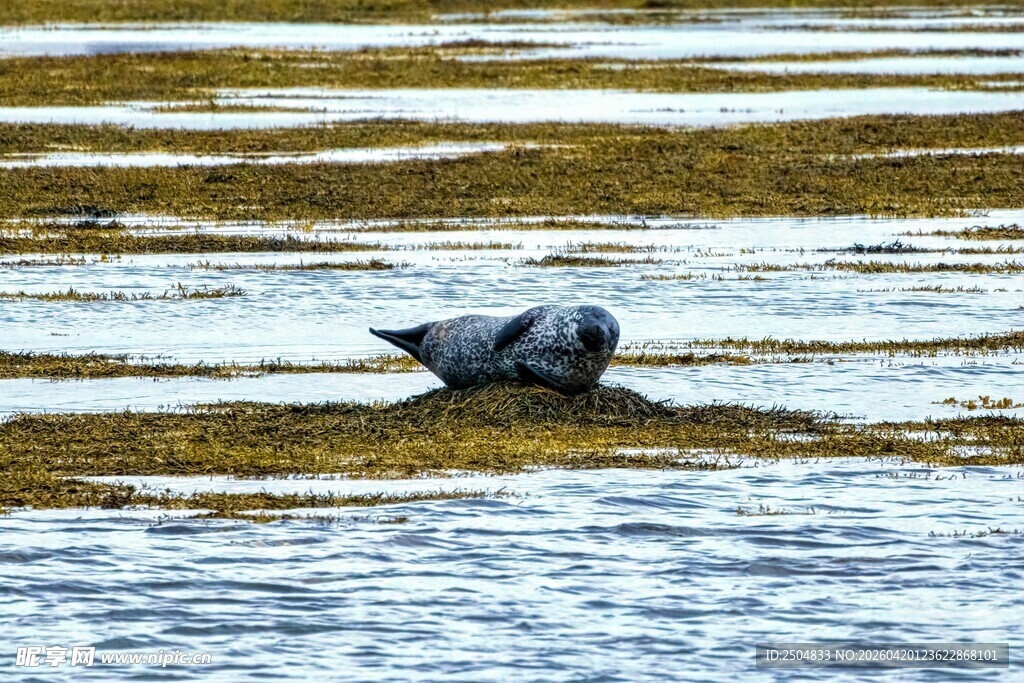 海滩上休憩的海豹