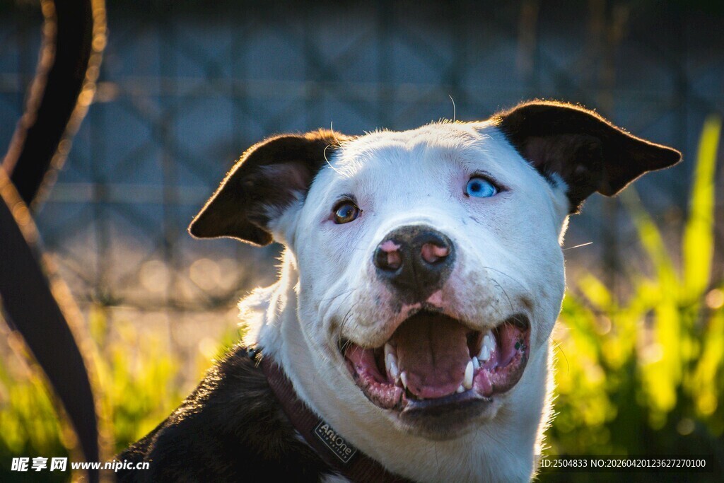 阳光下咧嘴笑的可爱狗狗