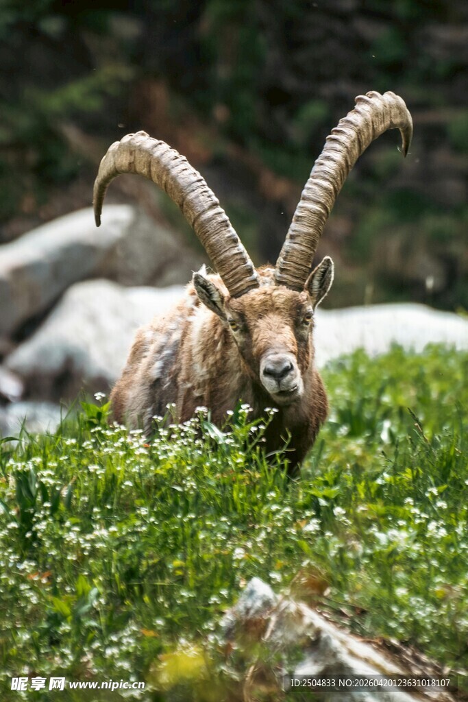 高山上的长角野山羊