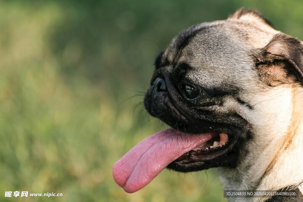 吐舌卖萌的可爱巴哥犬