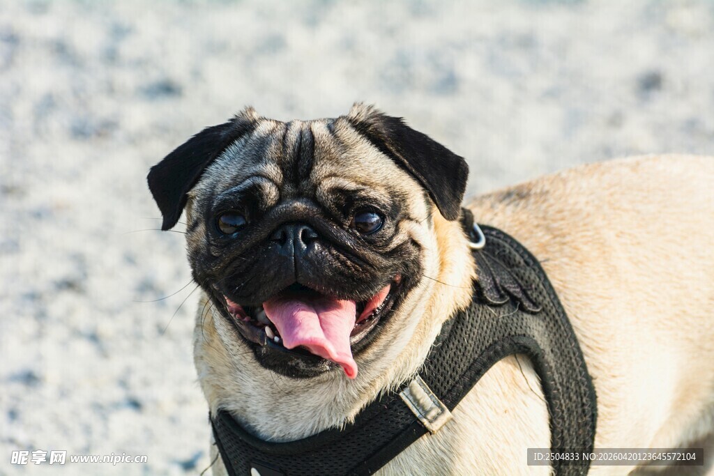 可爱巴哥犬户外开心模样
