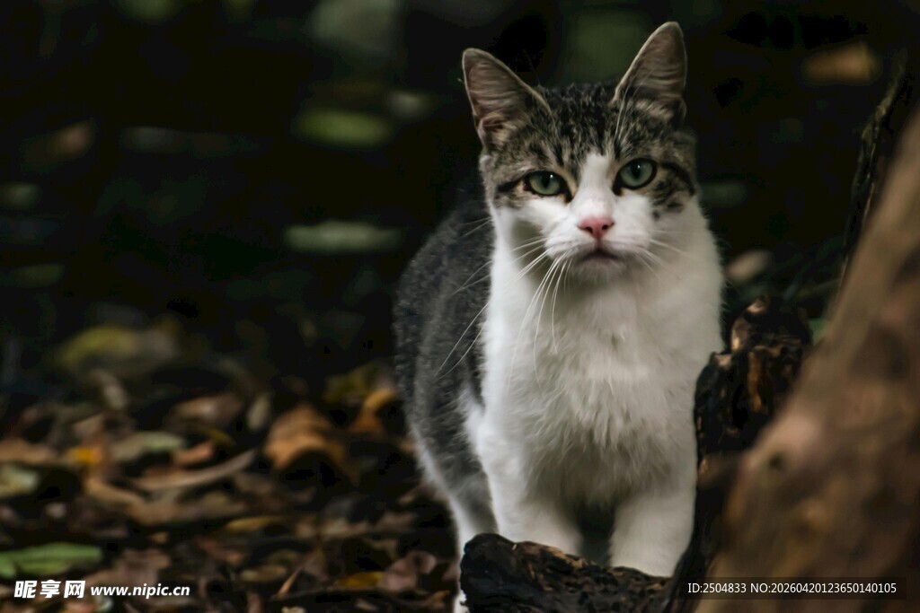 灰白猫咪林间好奇张望