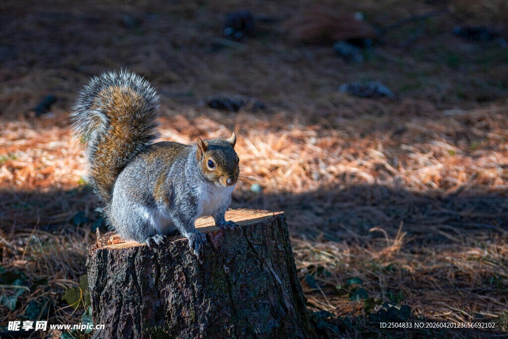 树桩上的松鼠