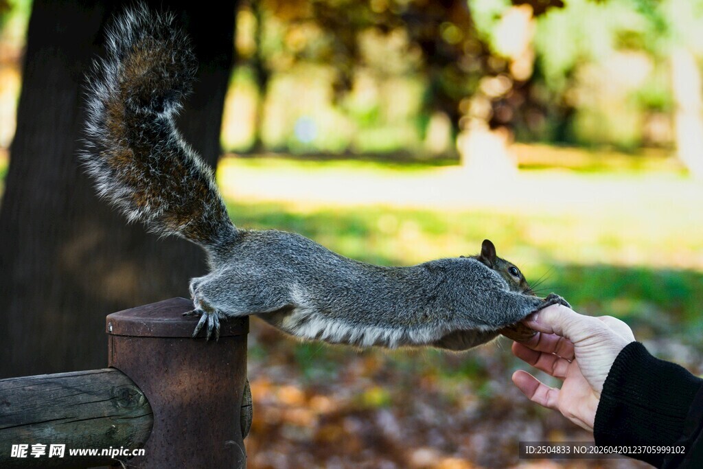 人与松鼠的温馨互动时刻