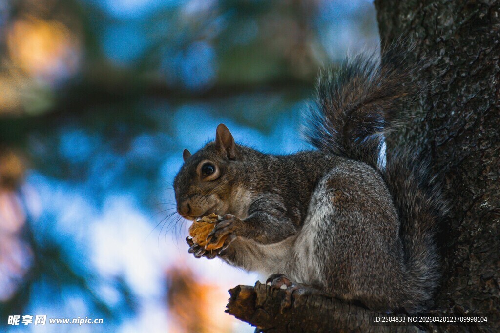 树上松鼠进食瞬间