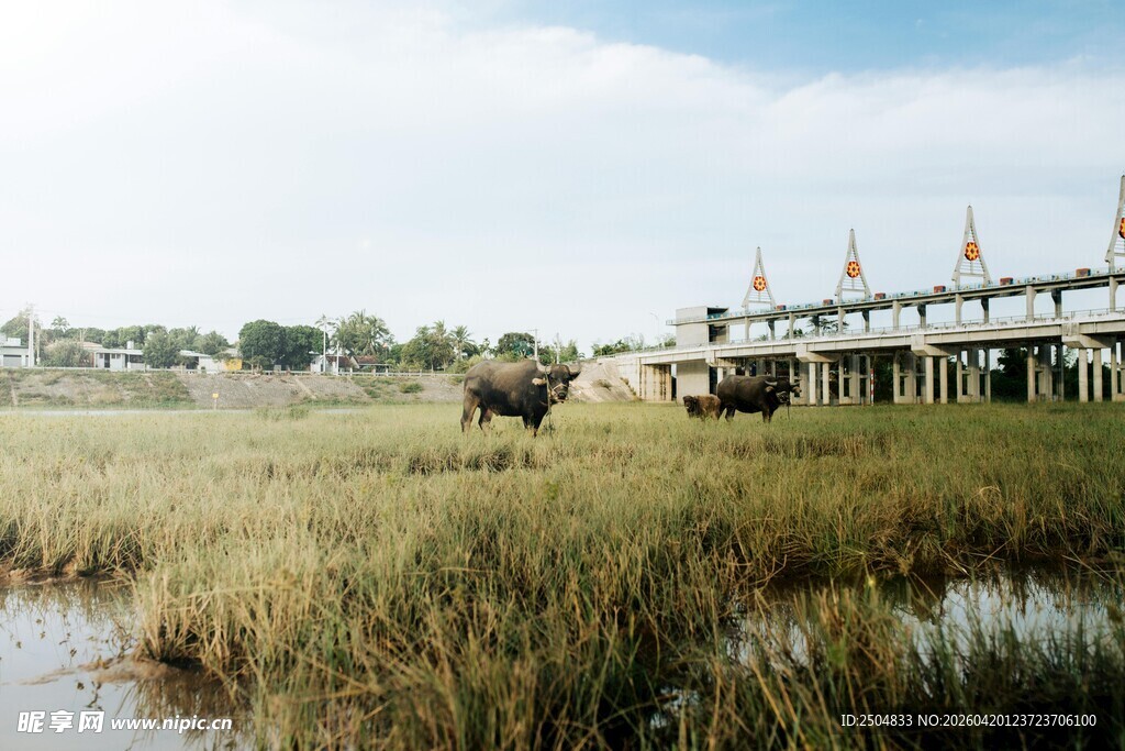 草原湿地边的牛与桥景