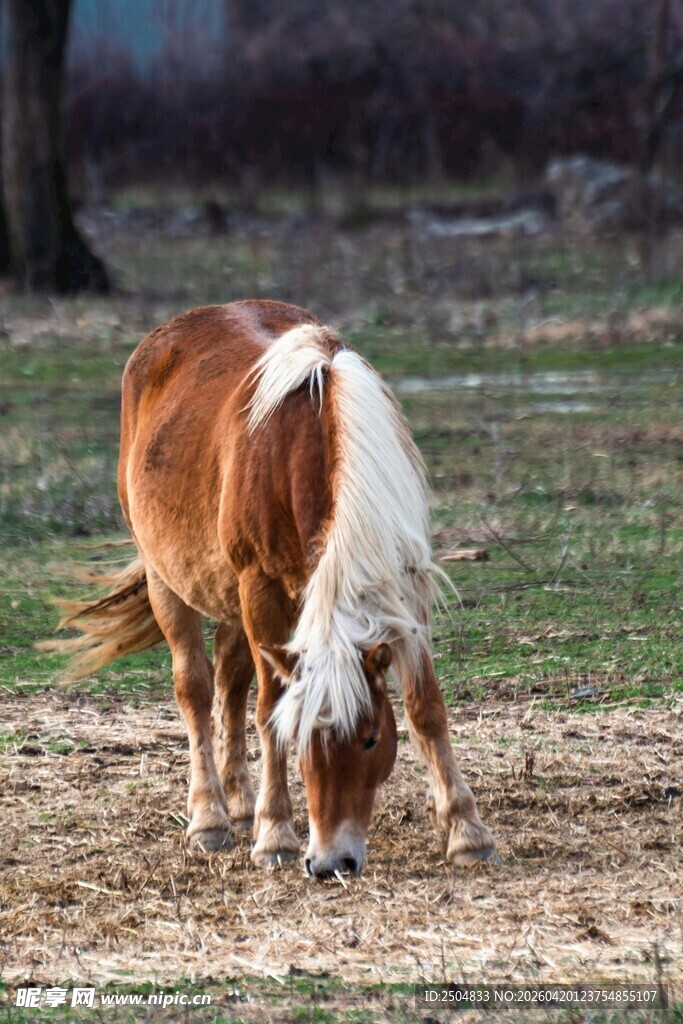 棕白相间马在草地进食