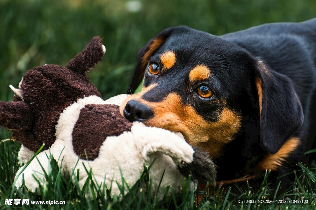 腊肠犬玩耍毛绒玩具