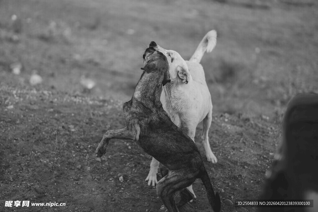 人与狗在户外互动瞬间