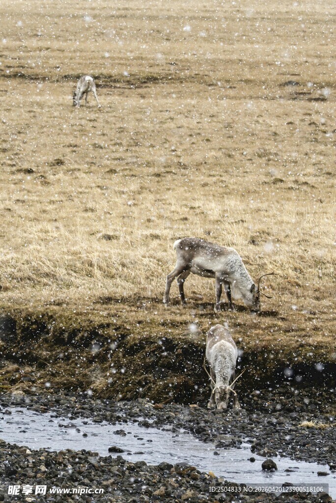 草原上的动物饮水景象