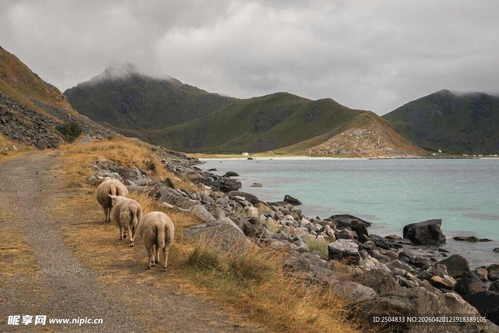 山间羊群漫步于海滨小道