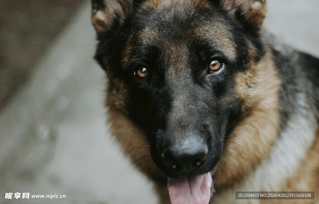 可爱德国牧羊犬吐舌卖萌