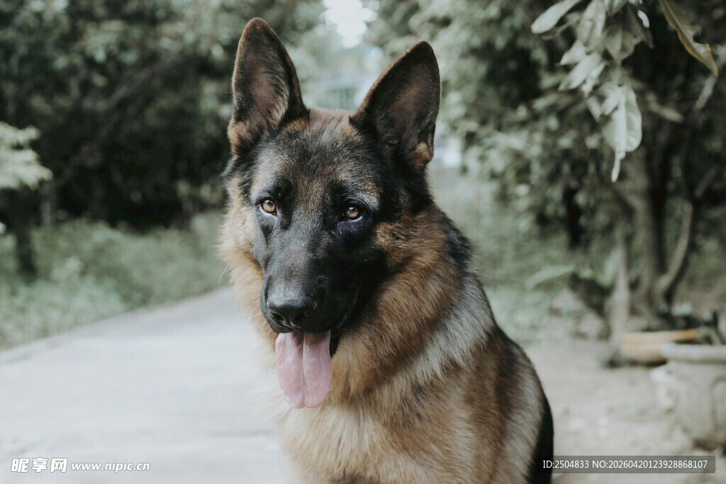 帅气德国牧羊犬户外写真