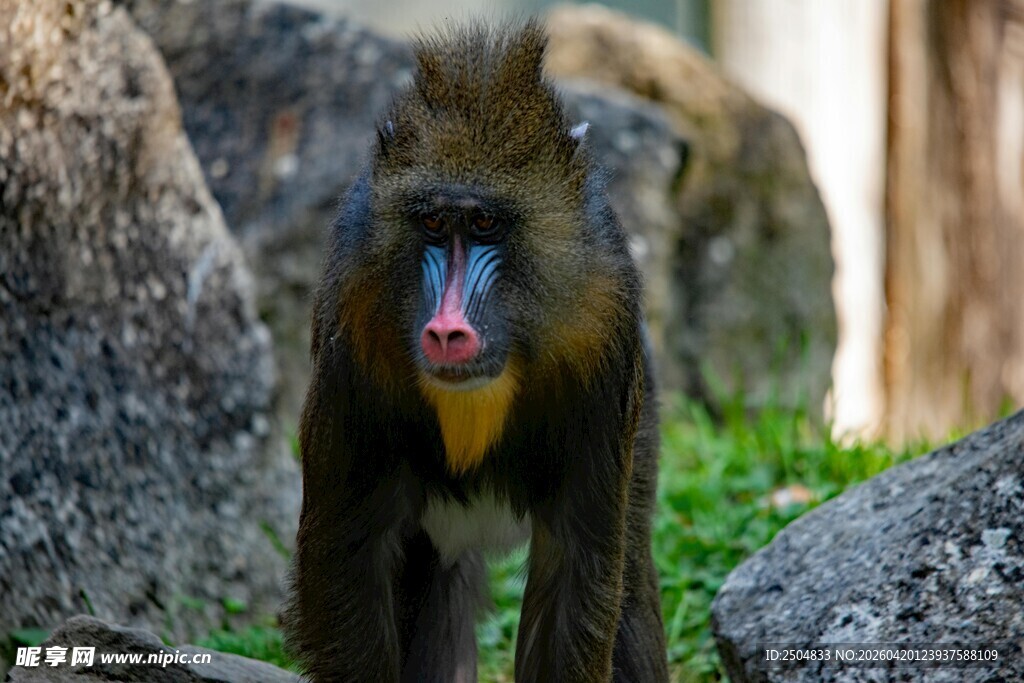 山魈站立于岩石绿植间