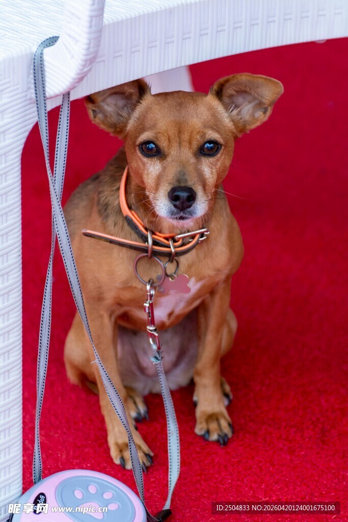 穿可爱服饰的小狗