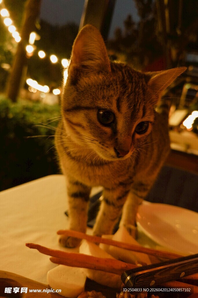 夜晚桌前的可爱猫咪
