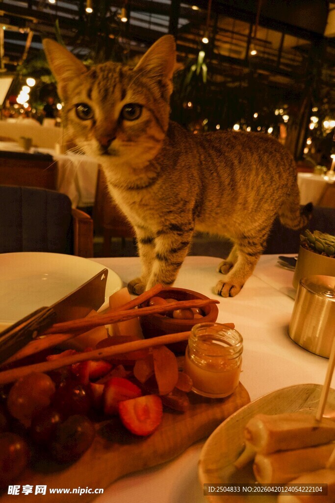 猫咪立于丰盛美食桌前