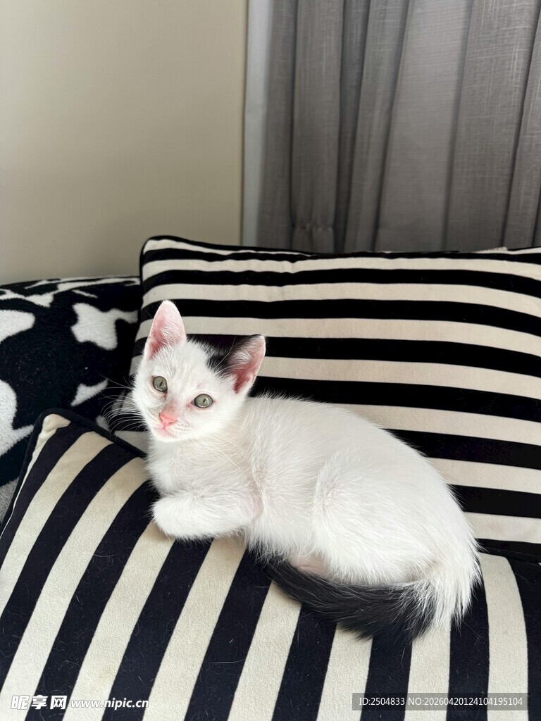 黑白条纹沙发上的可爱猫咪