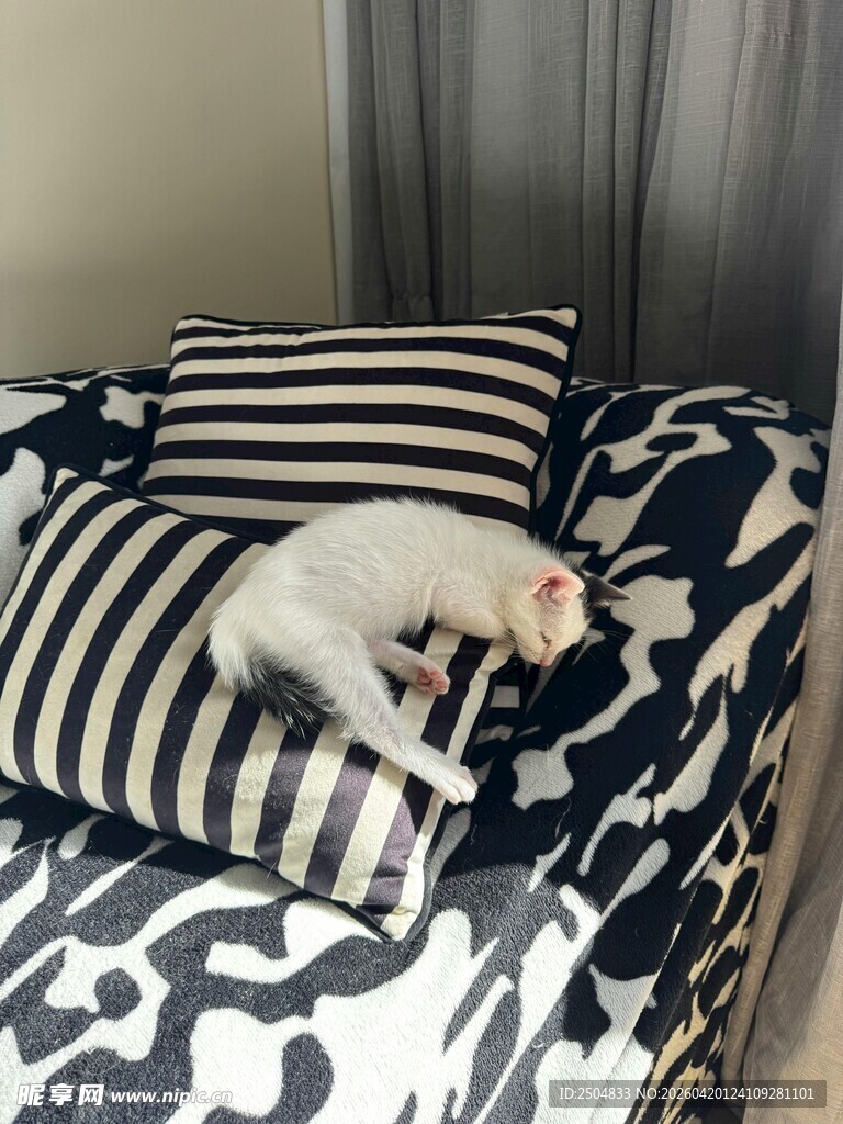 猫咪躺卧在条纹抱枕上