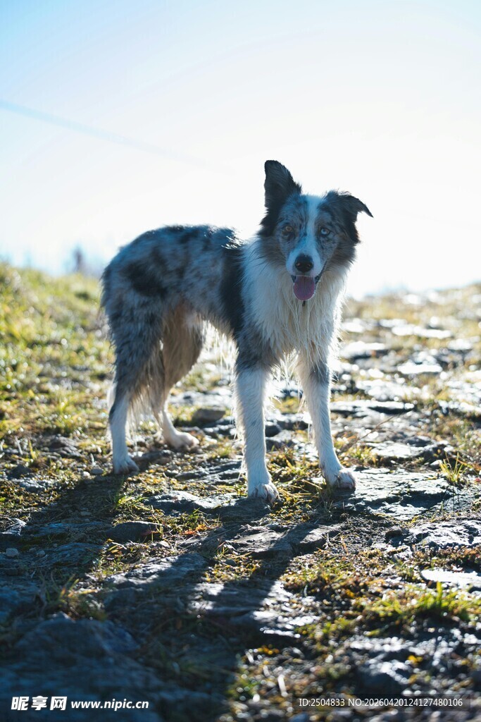 草地站立的斑点牧羊犬