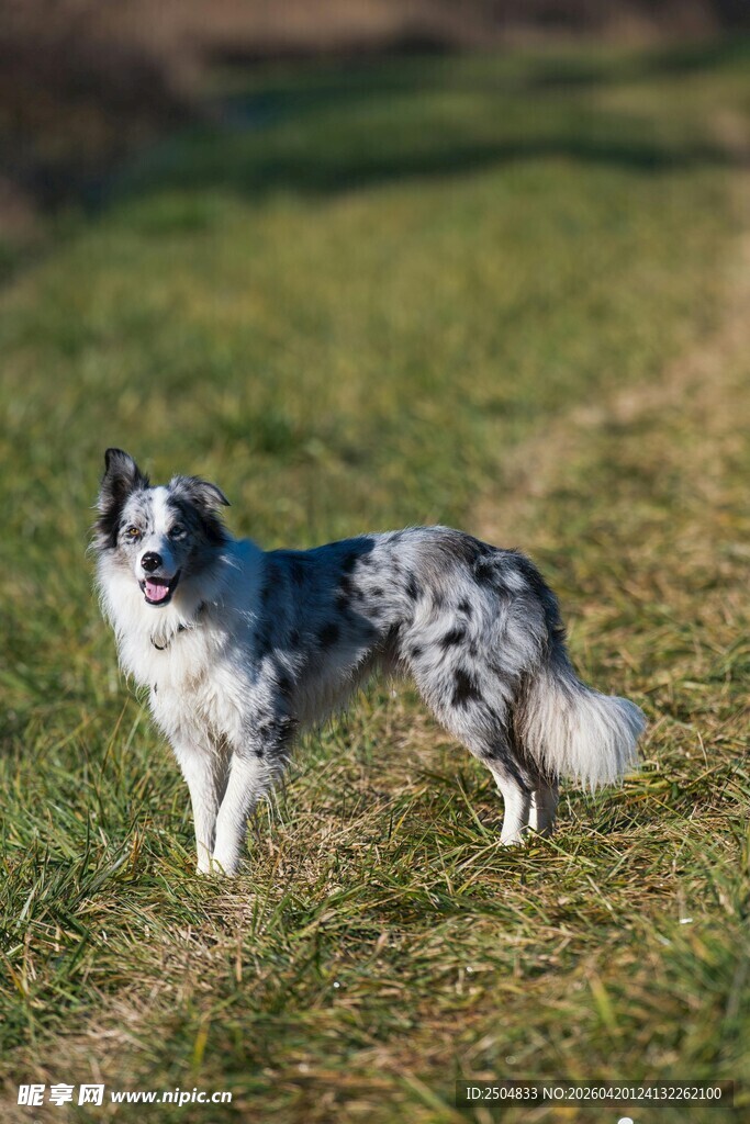 草地上的可爱边牧犬