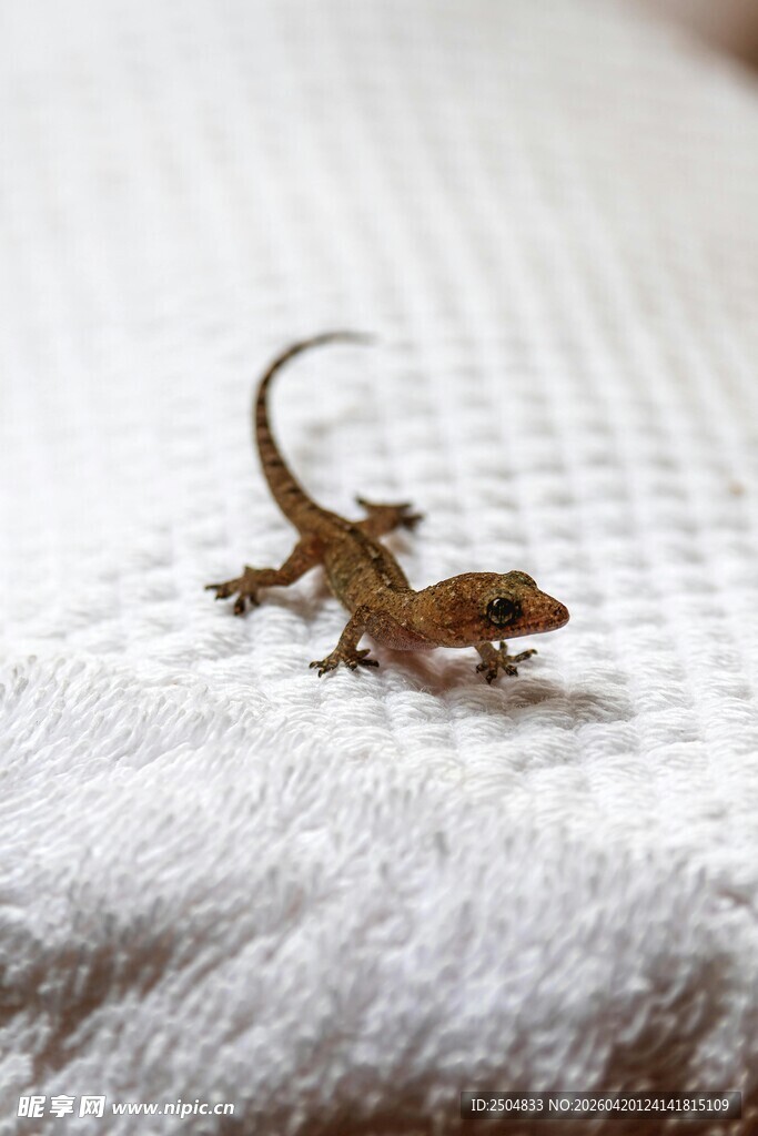 白色织物上的小壁虎