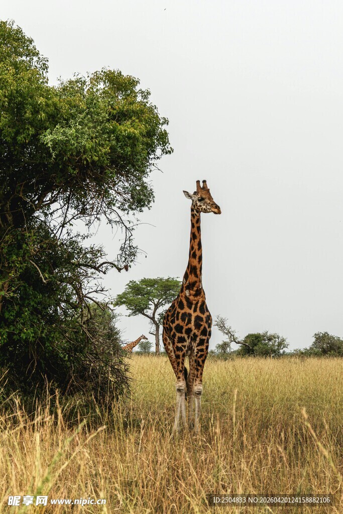 草原上的长颈鹿