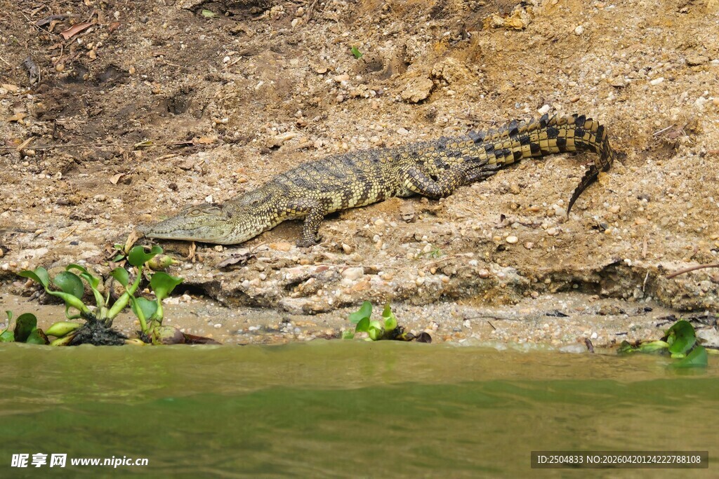岸边休憩的鳄鱼