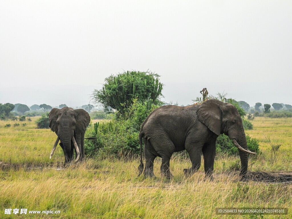草原上的两头大象