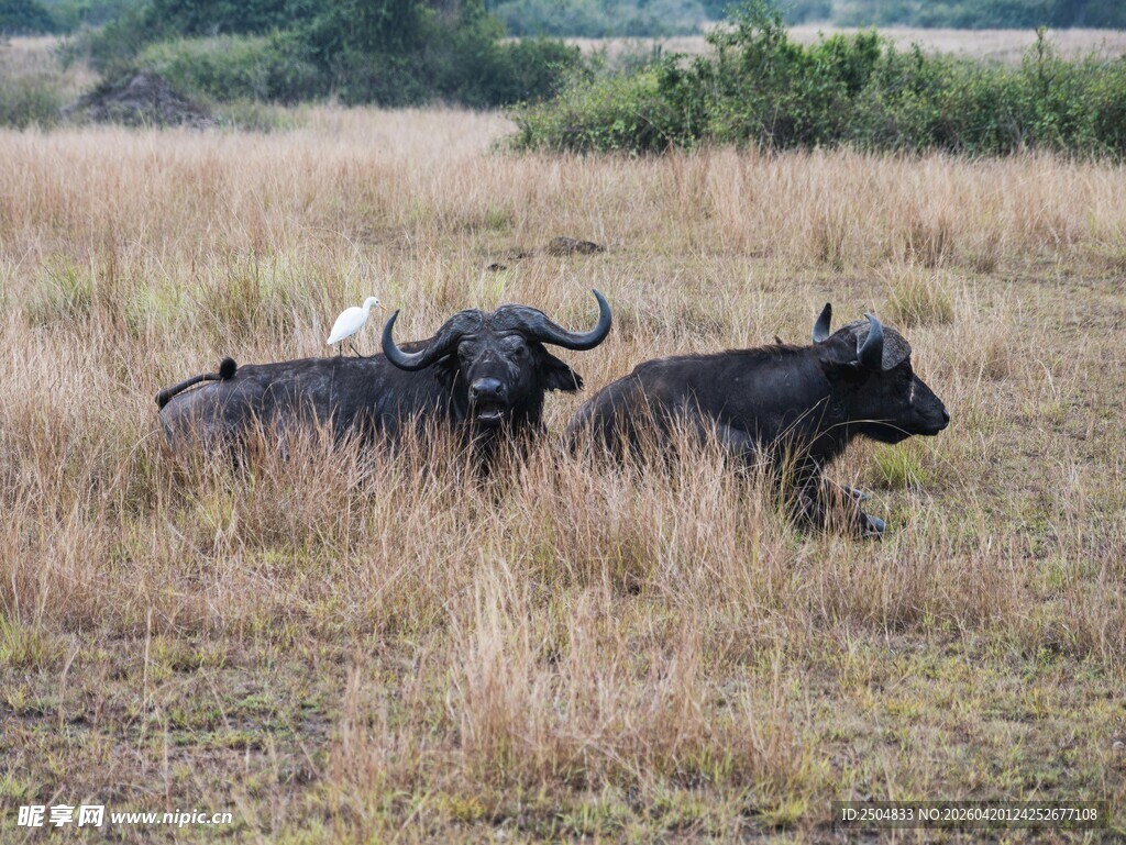 草原上休憩的两头野牛