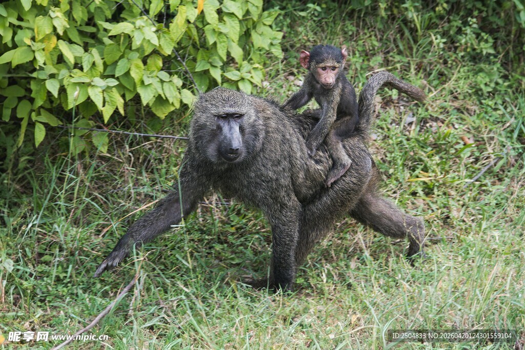 母狒狒背幼崽于绿草地