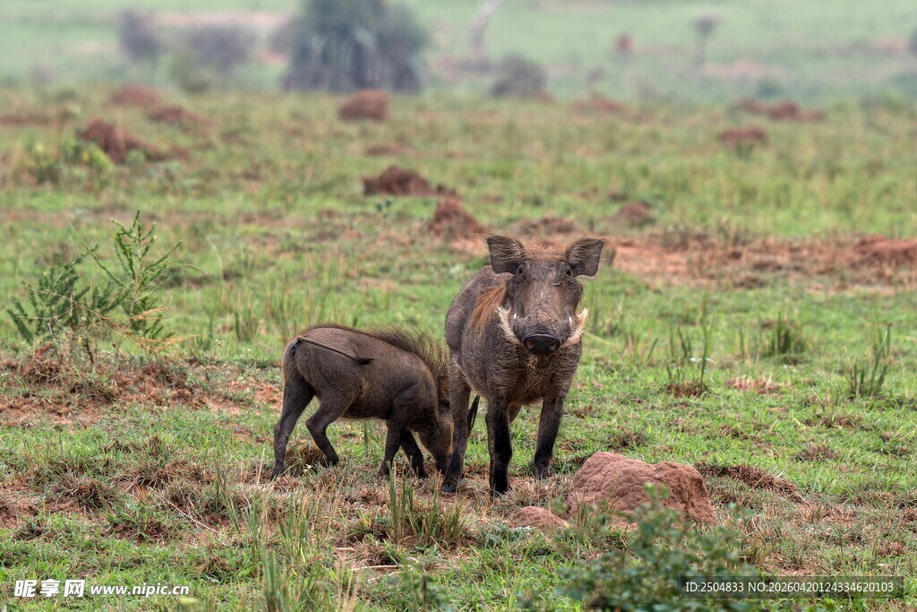 草原上的疣猪母子
